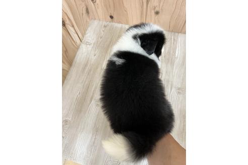 成約済の愛知県のボーダーコリー-175641の2枚目