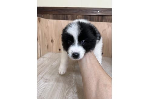 成約済の愛知県のボーダーコリー-175639の1枚目