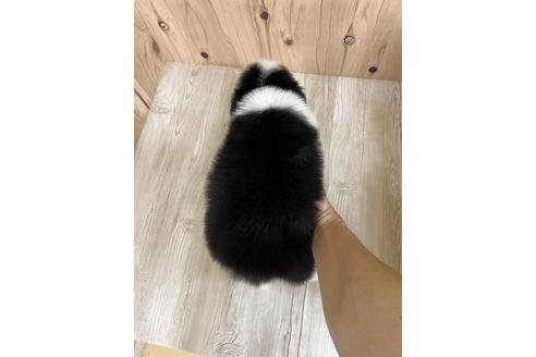 成約済の愛知県のボーダーコリー-175639の2枚目