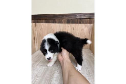 成約済の愛知県のボーダーコリー-175634の4枚目