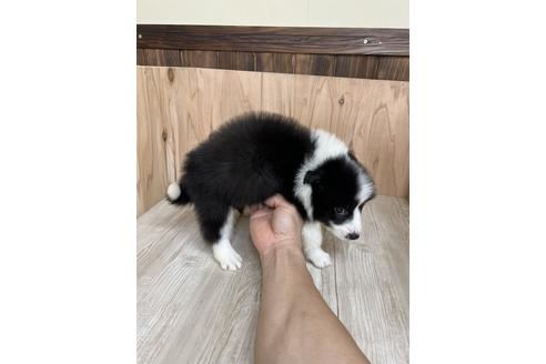 成約済の愛知県のボーダーコリー-175634の3枚目