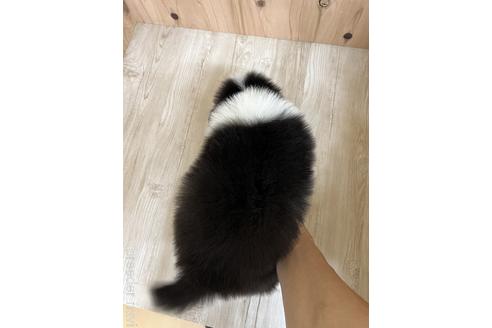 成約済の愛知県のボーダーコリー-175634の2枚目