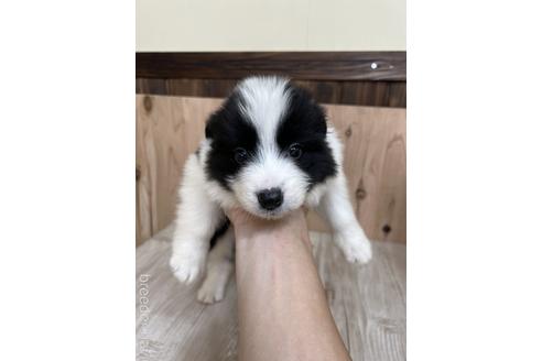 成約済の愛知県のボーダーコリー-175636