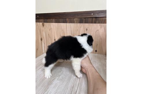 成約済の愛知県のボーダーコリー-175636の4枚目