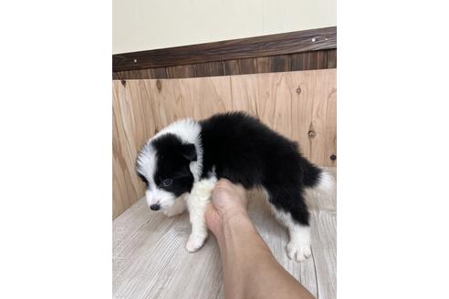 成約済の愛知県のボーダーコリー-175636の3枚目