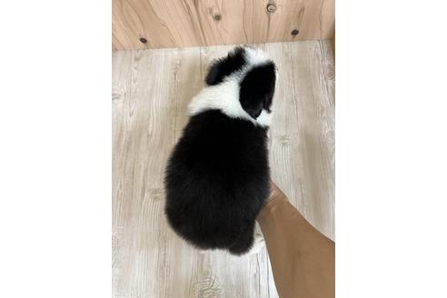 成約済の愛知県のボーダーコリー-175636の2枚目