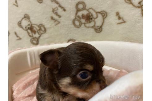 成約済の神奈川県のチワワ(ロングコート)-174810の30枚目