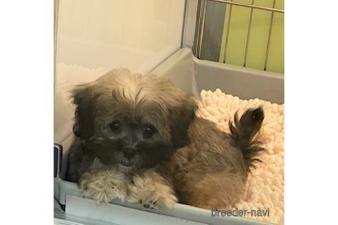 成約済の北海道のミックス犬-173673の8枚目