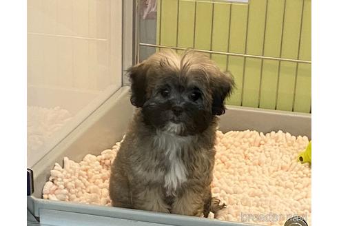 成約済の北海道のミックス犬-173673の7枚目