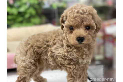 成約済の京都府のトイプードル-175135の1枚目