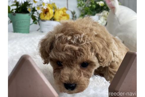 成約済の京都府のトイプードル-175135の2枚目