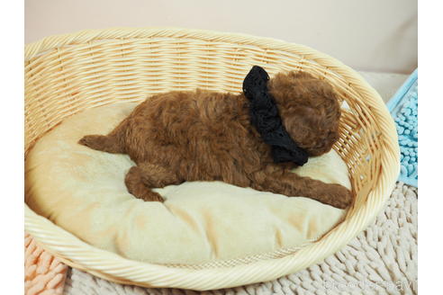 成約済の埼玉県のタイニープードル-176141の2枚目