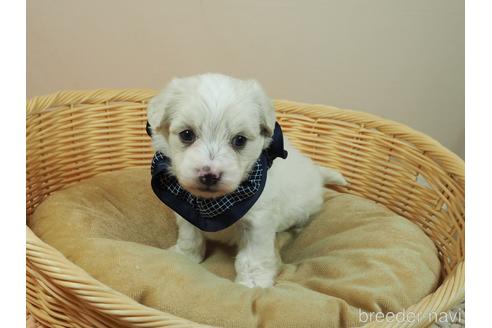 成約済の埼玉県のマルプー:マルチーズ×トイプードル-176159の1枚目