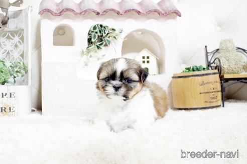 成約済の佐賀県のシーズー-175638