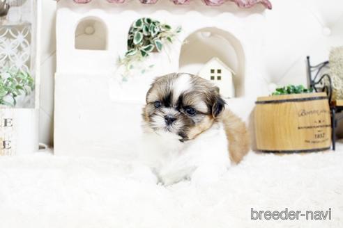 成約済の佐賀県のシーズー-175638の5枚目