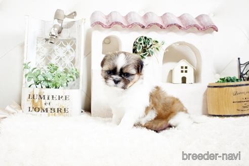 成約済の佐賀県のシーズー-175638の4枚目