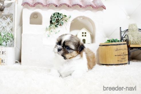 成約済の佐賀県のシーズー-175638の3枚目