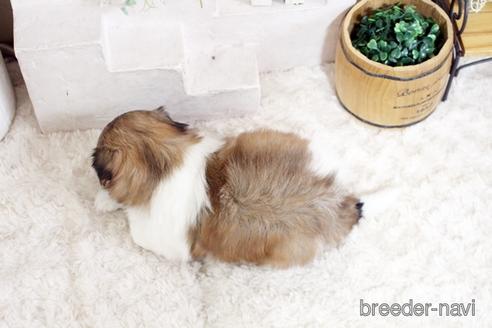 成約済の佐賀県のシーズー-175638の2枚目