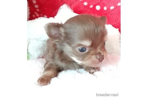 北海道でチワワの子犬を探す ブリーダーナビ