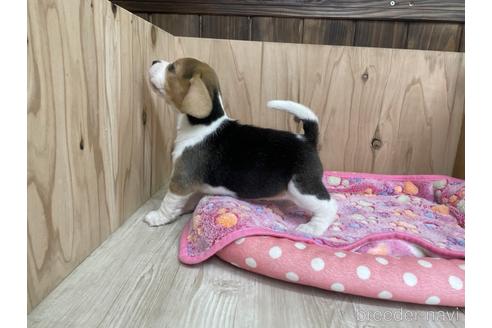 成約済の愛知県のビーグル-175921の4枚目