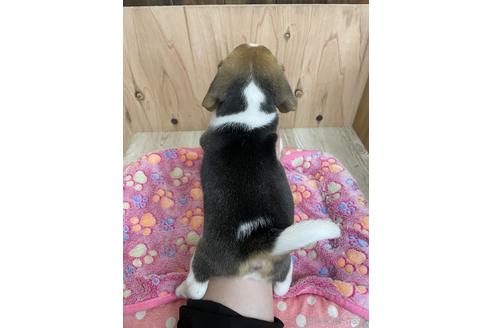 成約済の愛知県のビーグル-175921の3枚目