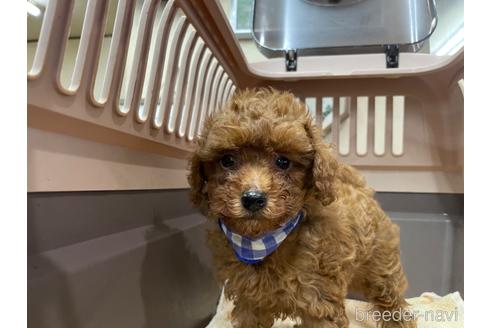 成約済の愛媛県のタイニープードル-177479の1枚目