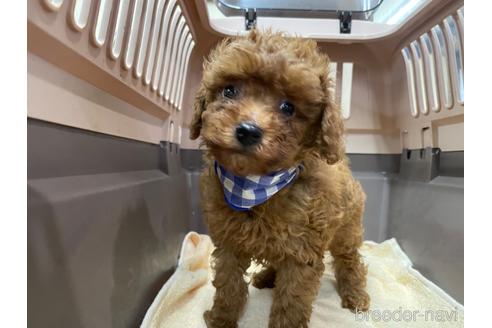 成約済の愛媛県のタイニープードル-177479の2枚目