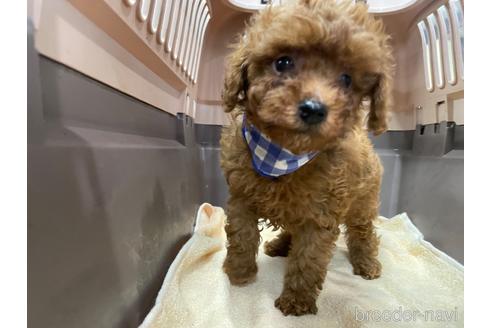 成約済の愛媛県のタイニープードル-177479の3枚目