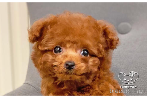 成約済の愛知県のタイニープードル-177502の3枚目