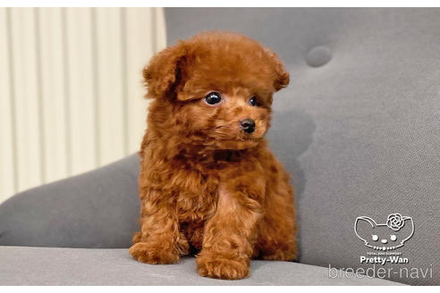 成約済の愛知県のタイニープードル-177502の6枚目