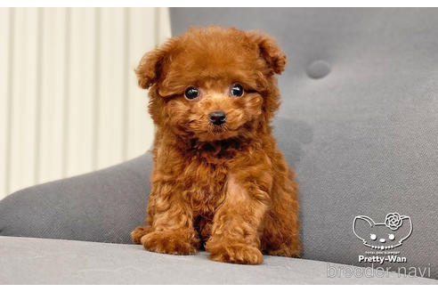 成約済の愛知県のタイニープードル-177502の7枚目