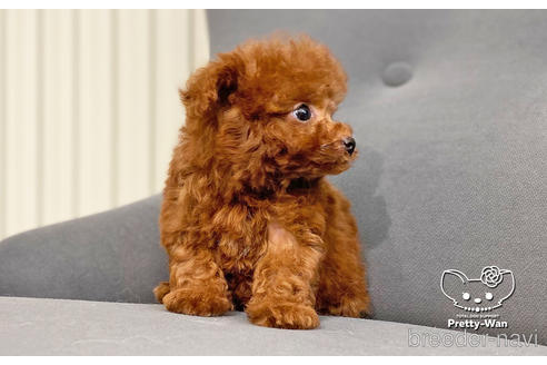 成約済の愛知県のタイニープードル-177502の2枚目