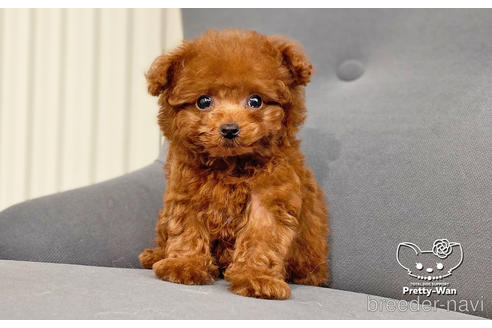 成約済の愛知県のタイニープードル-177502の4枚目