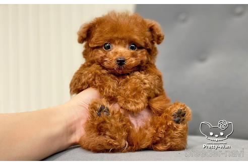 成約済の愛知県のタイニープードル-177502の1枚目