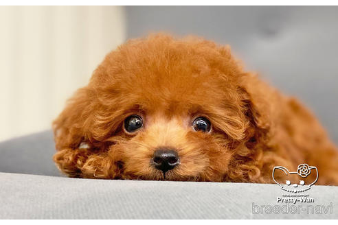 成約済の愛知県のタイニープードル-177503