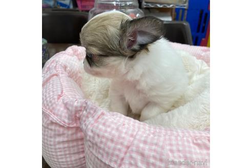 成約済の神奈川県のチワワ(ロングコート)-177831の24枚目