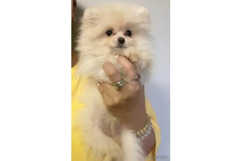 成約済の茨城県のポメラニアン-175513の1枚目