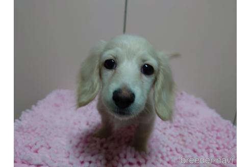 成約済の広島県のミニチュアダックスフンド(ロングヘアード)-174657の7枚目