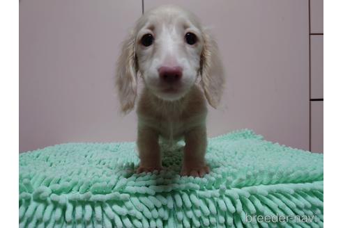 成約済の広島県のミニチュアダックスフンド(ロングヘアード)-174668の5枚目