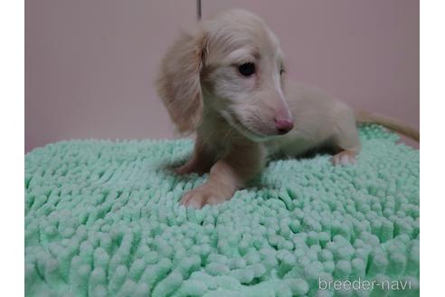 成約済の広島県のミニチュアダックスフンド(ロングヘアード)-174668の3枚目