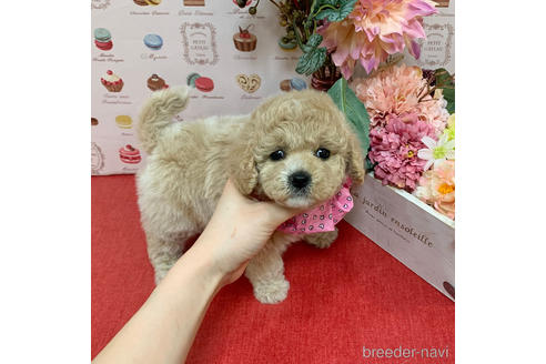 成約済の広島県のミックス犬-177557の2枚目