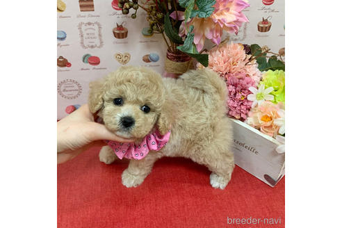 成約済の広島県のミックス犬-177557の3枚目