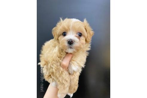 成約済の北海道のミックス犬-177561の3枚目