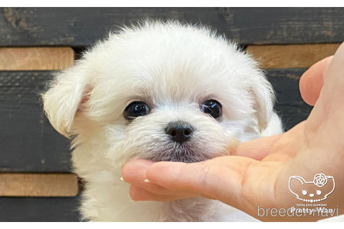成約済の愛知県のチワマル:チワワ×マルチーズ-177558