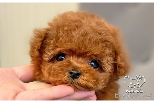 成約済の愛知県のタイニープードル-176749の1枚目