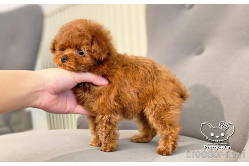 成約済の愛知県のタイニープードル-176749の2枚目