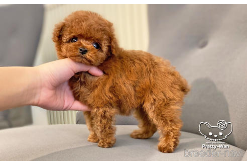 成約済の愛知県のタイニープードル-176749の3枚目