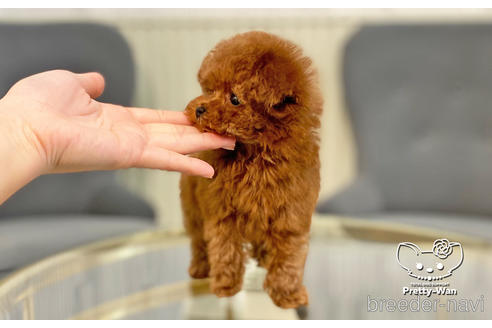 成約済の愛知県のタイニープードル-176749の4枚目