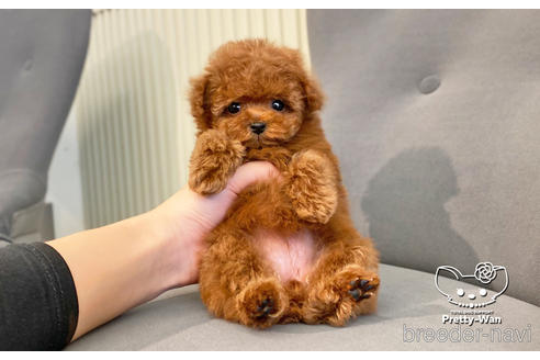 成約済の愛知県のタイニープードル-176749の5枚目