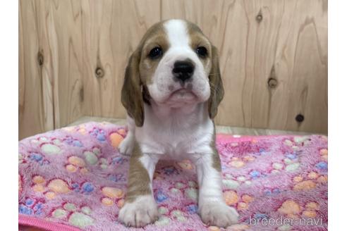 成約済の愛知県のビーグル-175921の1枚目